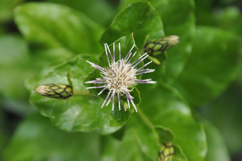 Flore plante ladakh Himalaya