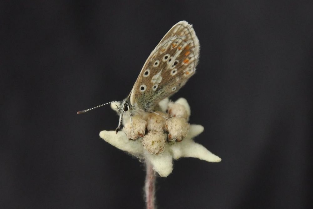 Faune et flore de la région ladakhi