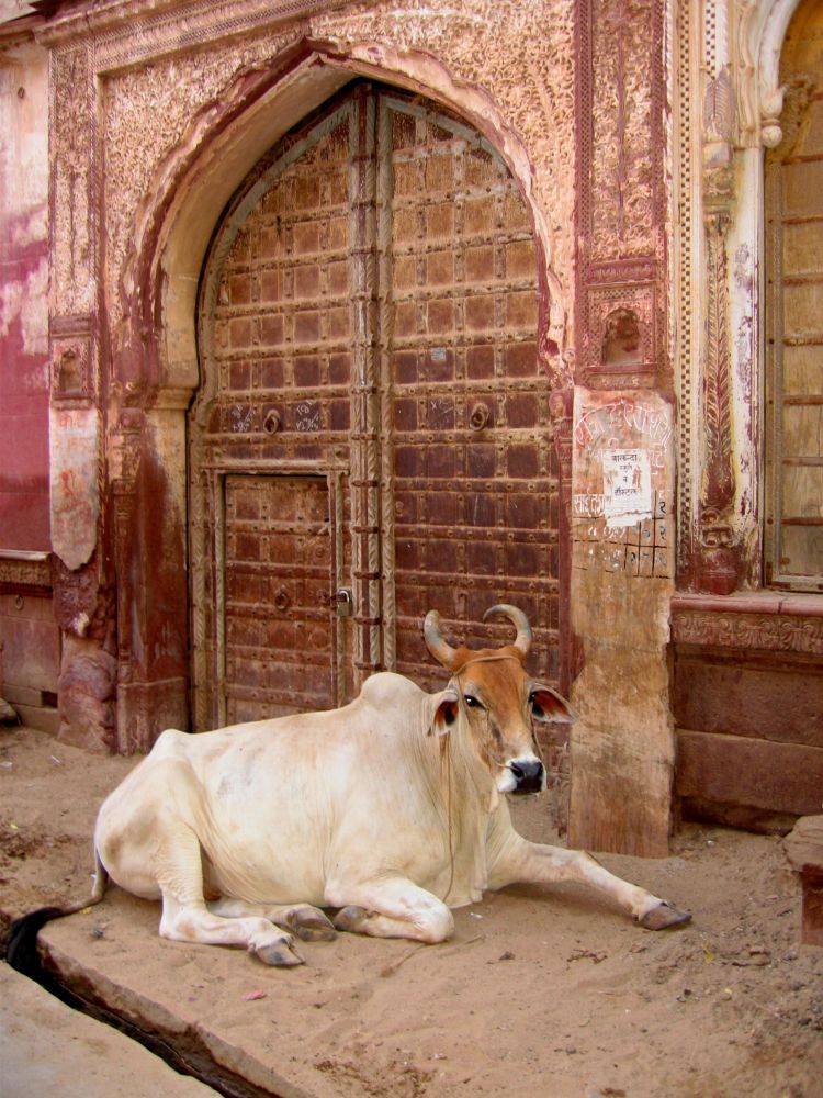 Voyage au Rajasthan