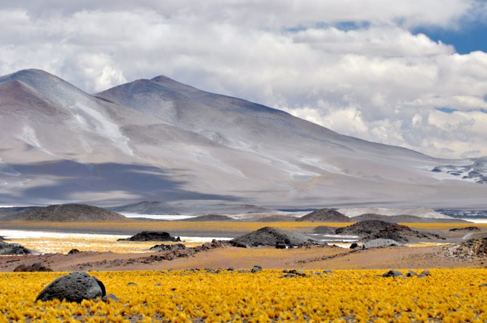 Pampa près du salar d'!antofalla, Argentine