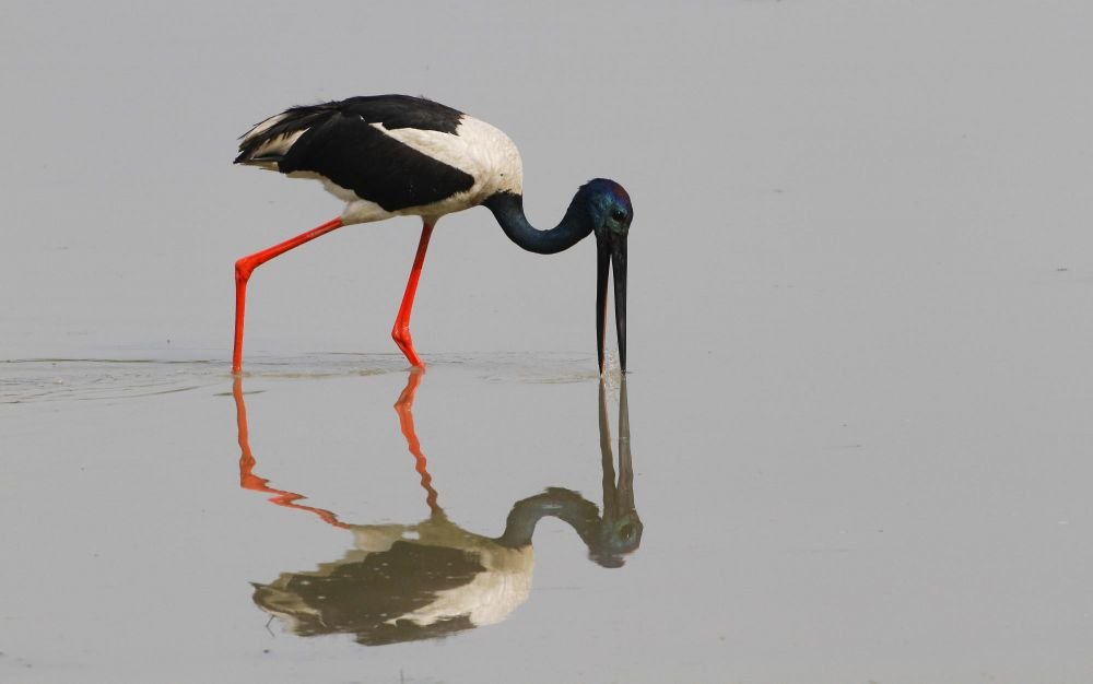 Jabiru d'Asie