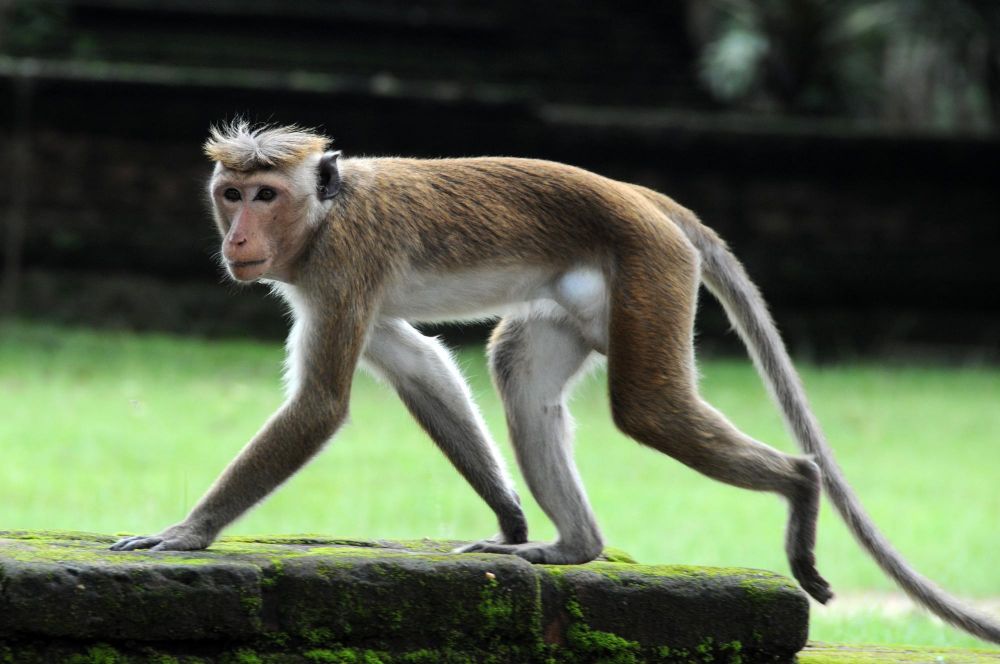 Photo voyage Sri lanka 17