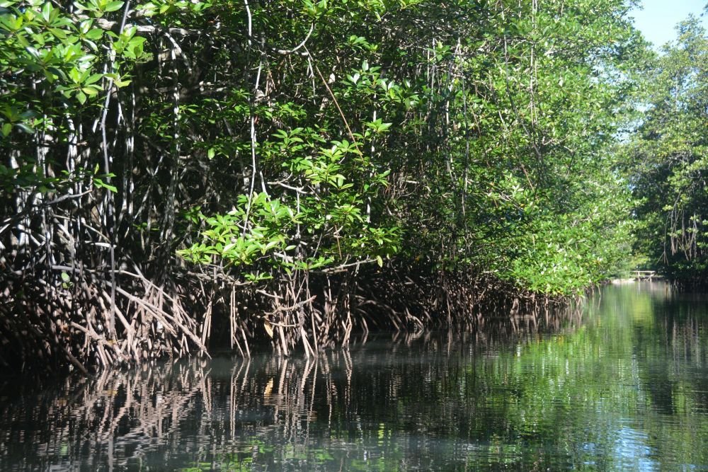 mangrove