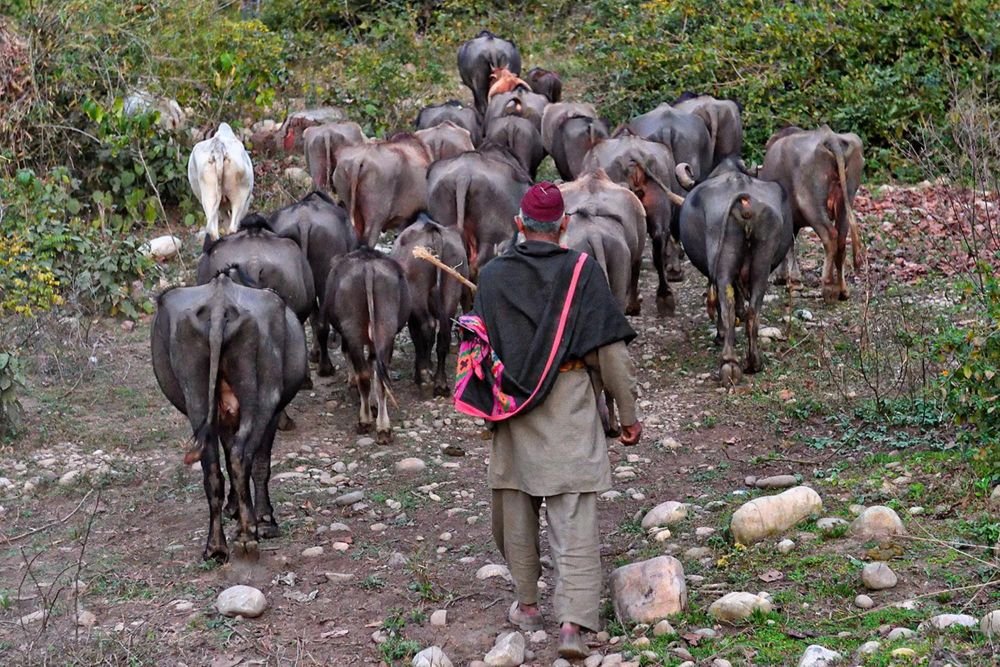 Troupeau de buffles et vaches dirigé par un berger