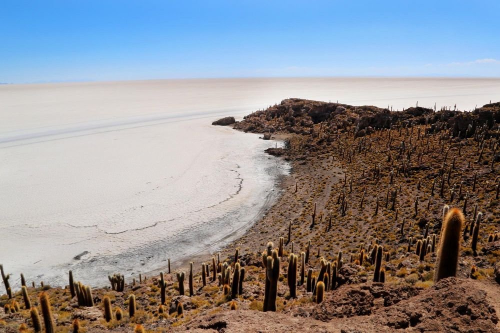 Île d'Incahuasi couverte de cactus, Salar d'Uyuni, Bolivie