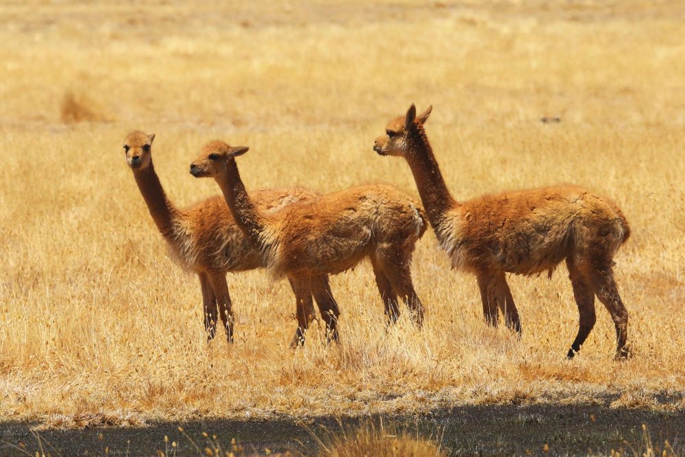 Jeunes vigognes sur une pampa altiplanique