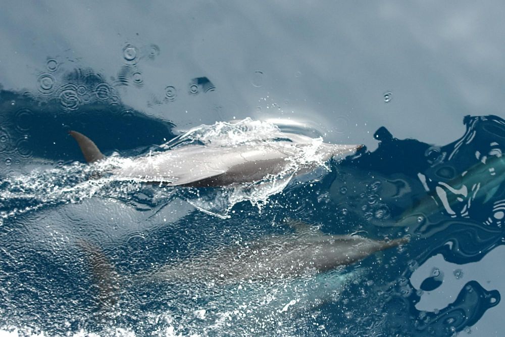 dauphin raja ampat