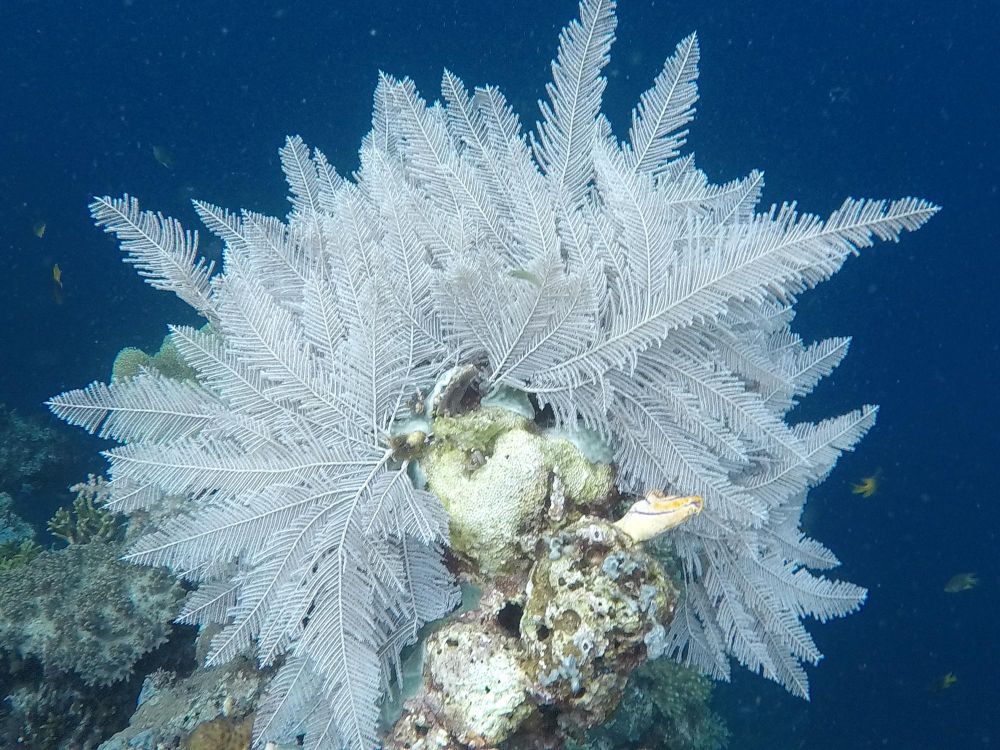 coraux raja ampat