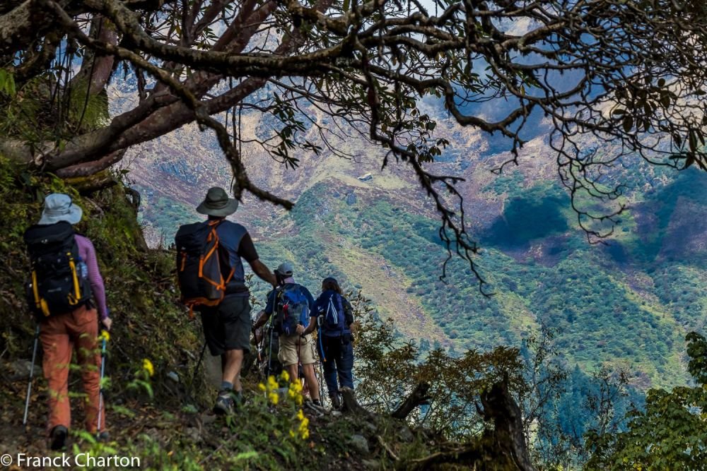 Premiers jours du trek, dans les forêts de rhododendrons