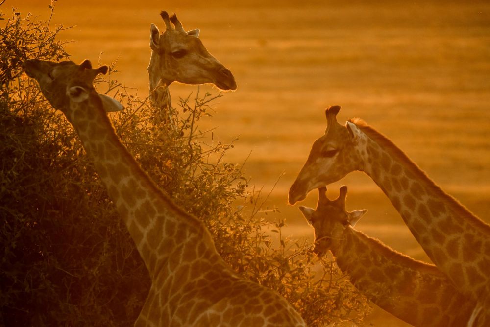 girafes au Botswana