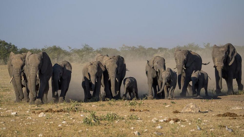 troupeau éléphants Namibie