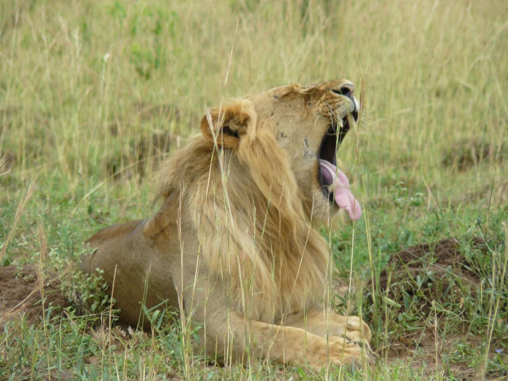 lion dans le kruger parc