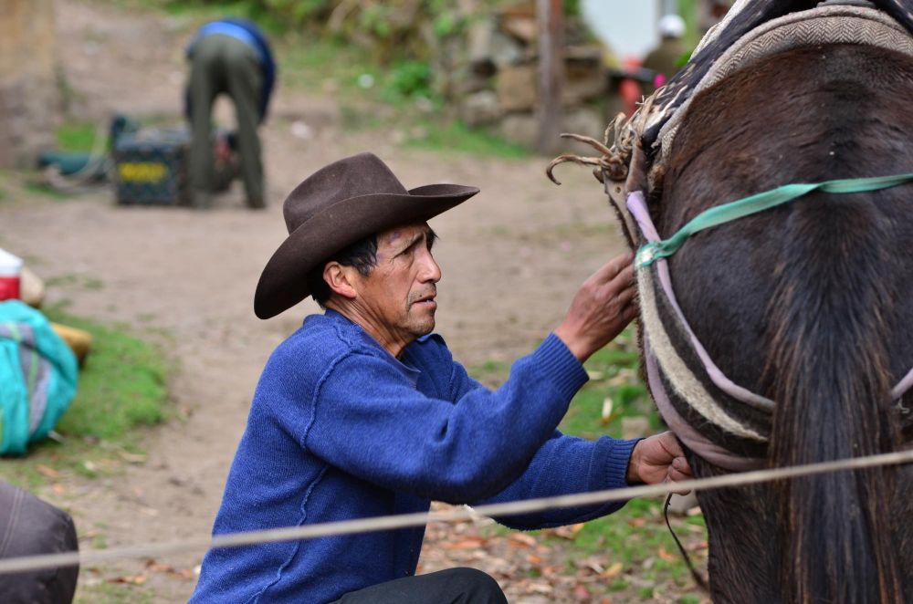 muletier qui harnache ses bêtes, Trek de Choquequirao, Pérou