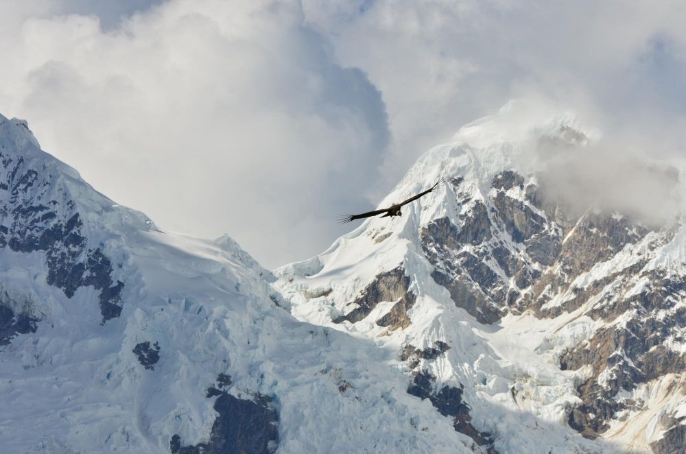 Condor devant le Pumasillo, depuis le col de San Juan, Trek de Choquequirao, Pérou