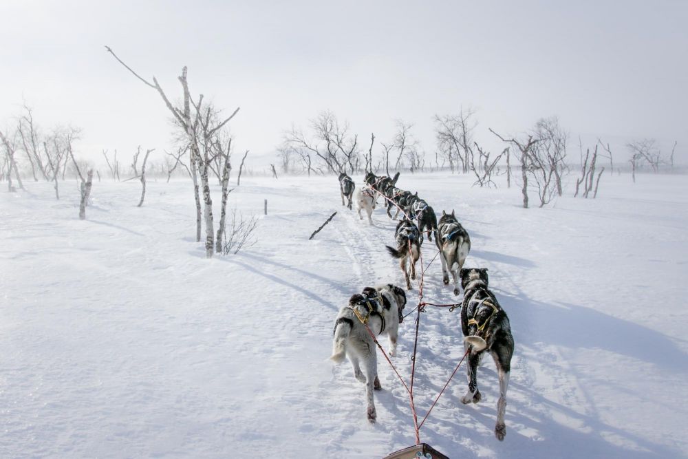 chiens de traineaux