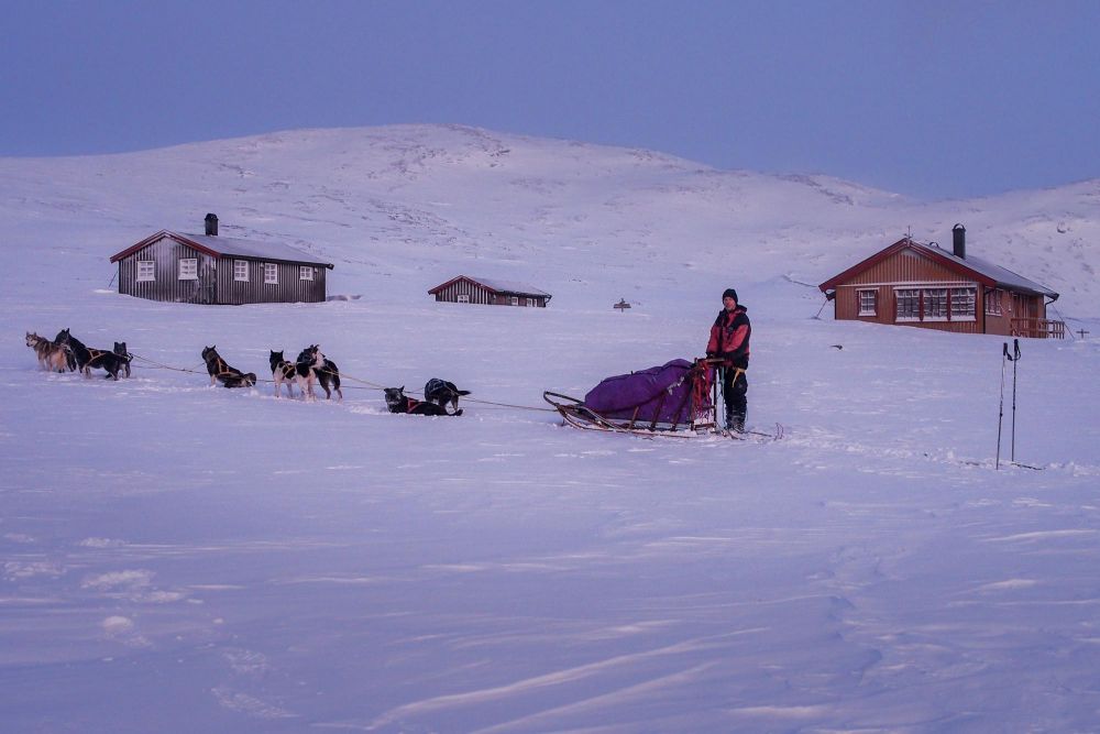 traineaux à chiens devant un refuge