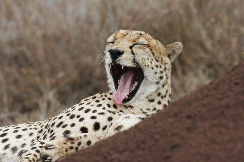 Guépard qui baille