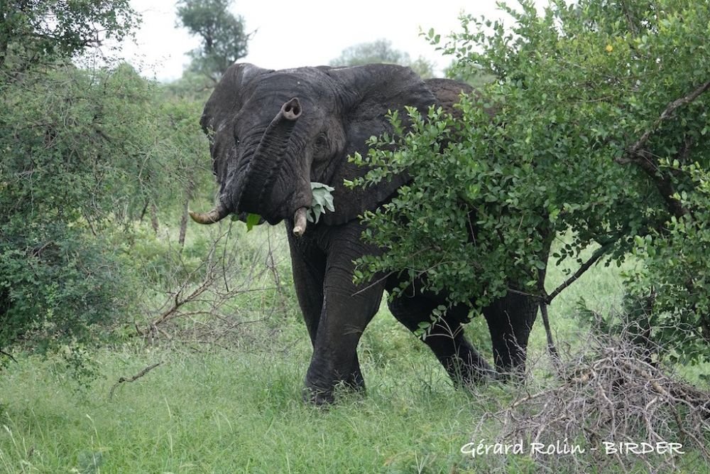 Élephant d'Afrique Afrique du Sud