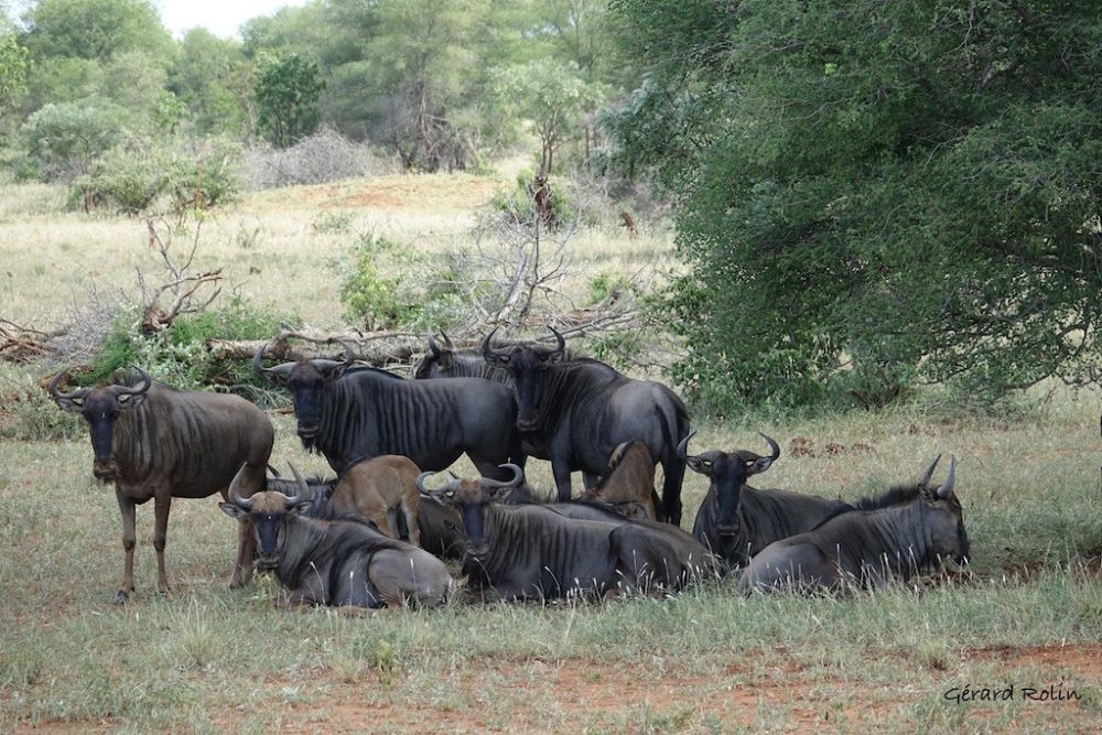 Gnous bleus Afrique du Sud