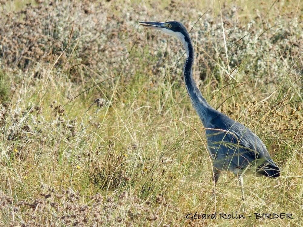 Héron melanocephale Afrique du Sud