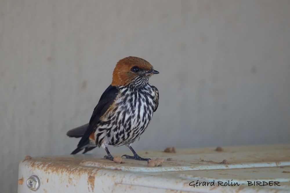 Hirondelle striée Afrique du Sud