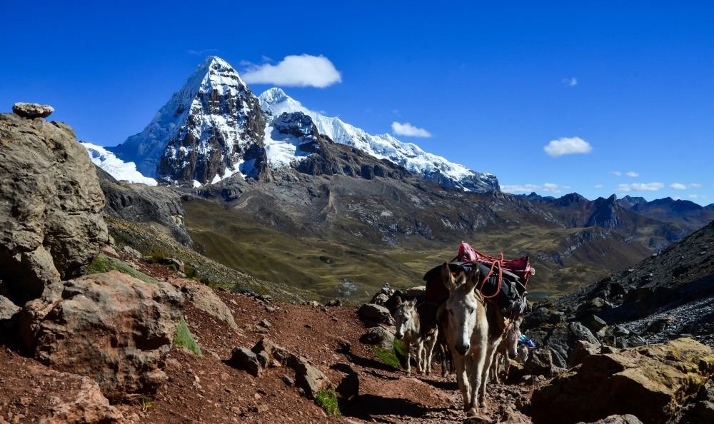 caravane muletière au col de Portachuelo, face au Mont Trepecio (5653m), Cordillère de Huayhuash, Pérou