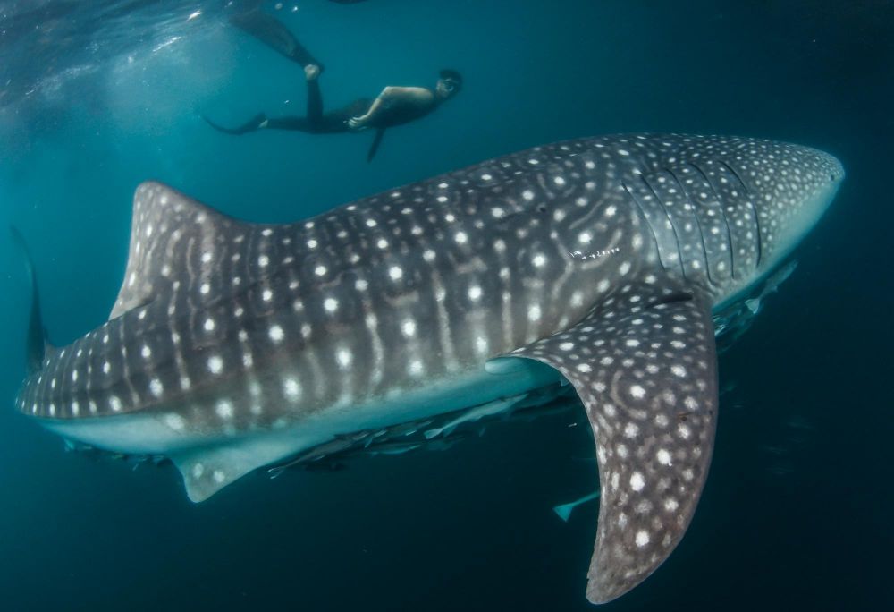 requin baleine aux raja ampat