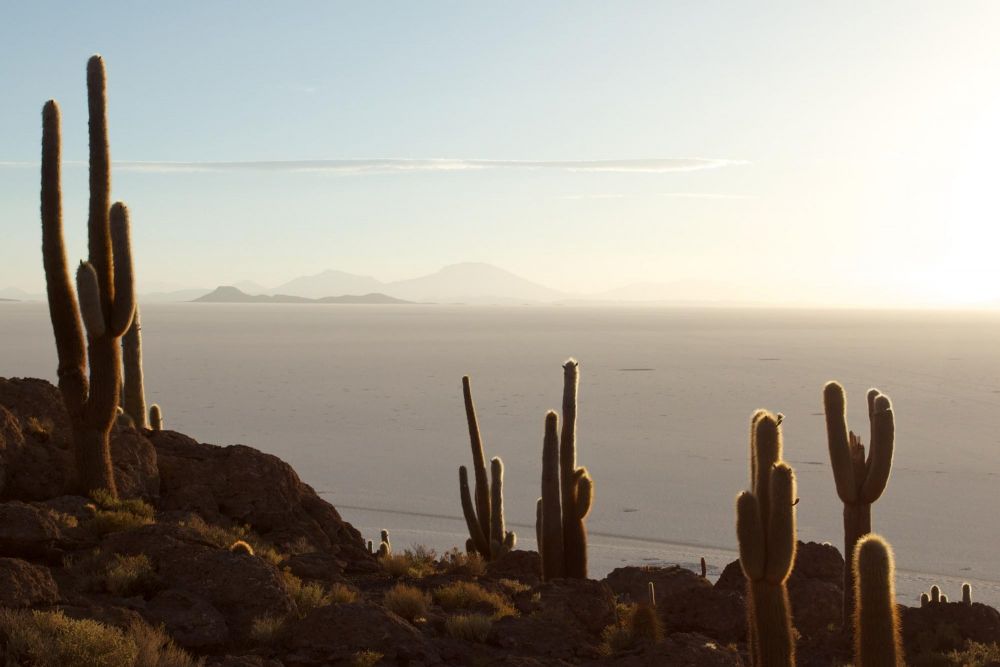 Cactus de l'île Incahuasi, Salar d'Uyuni, Bolivie