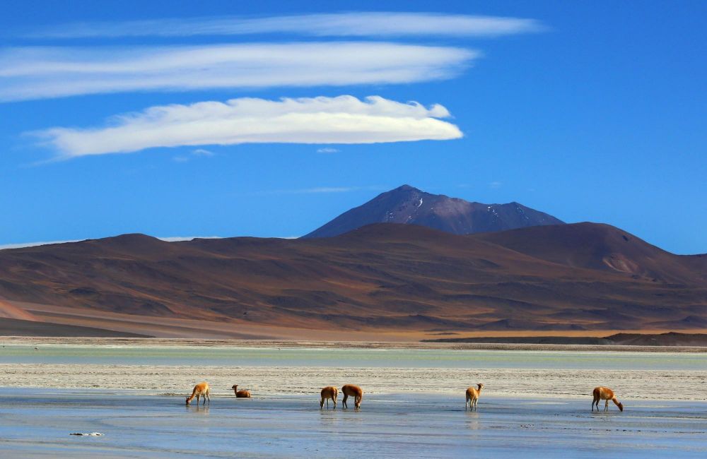 Lamas, devant une lagune de l'Altiplano Bolivien