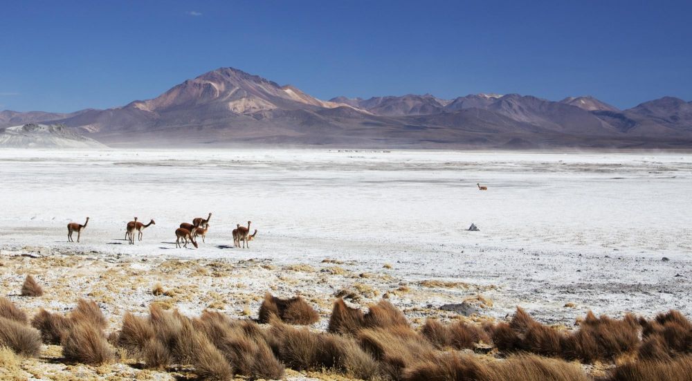 Vigognes sur les rive du salar de Surire,réserve de Lauca, Chili