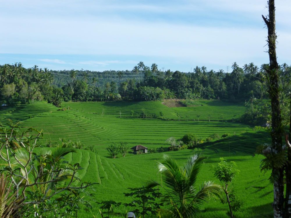 Rizières à Bali