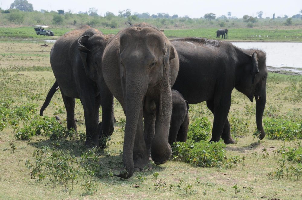 elephants dans le parc d'udawalawe