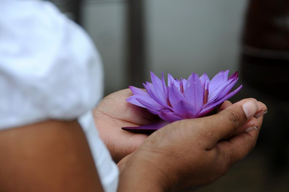 offrande d'une fleur de lotus