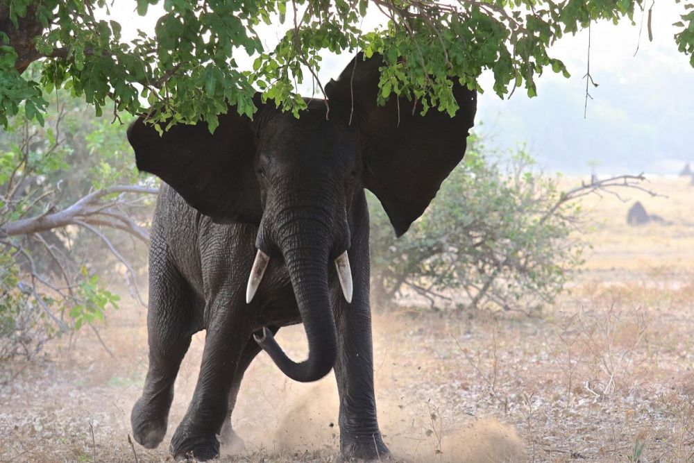 Eléphant parc de Gorongosa Mozambique