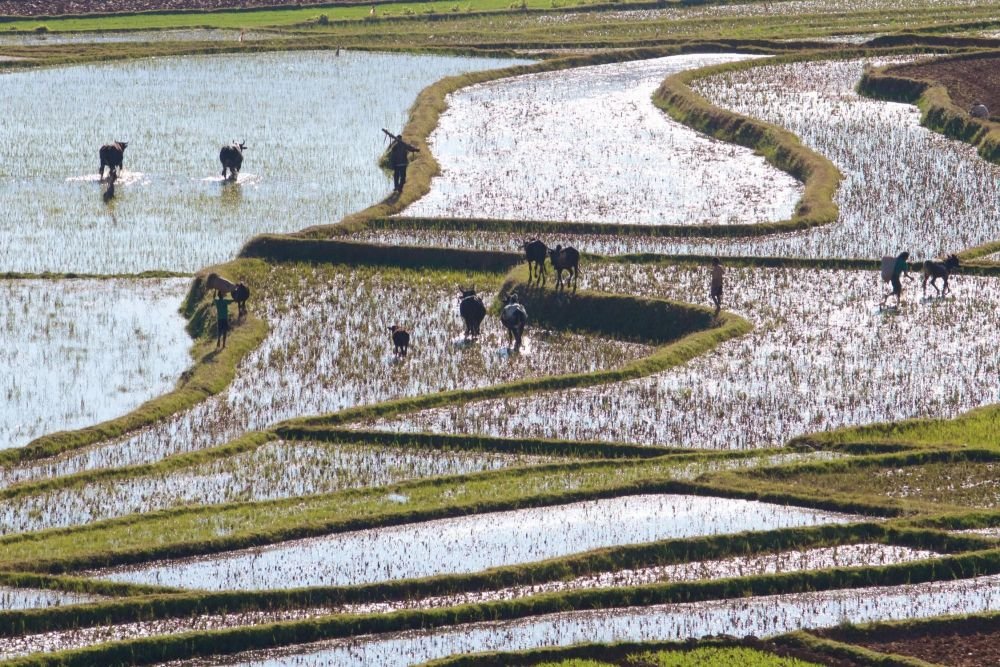 rizières des hautes terres malgaches