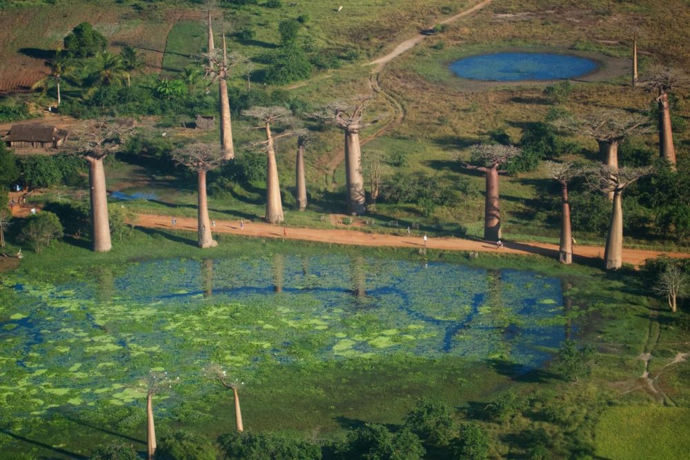 Baobabs Morondava