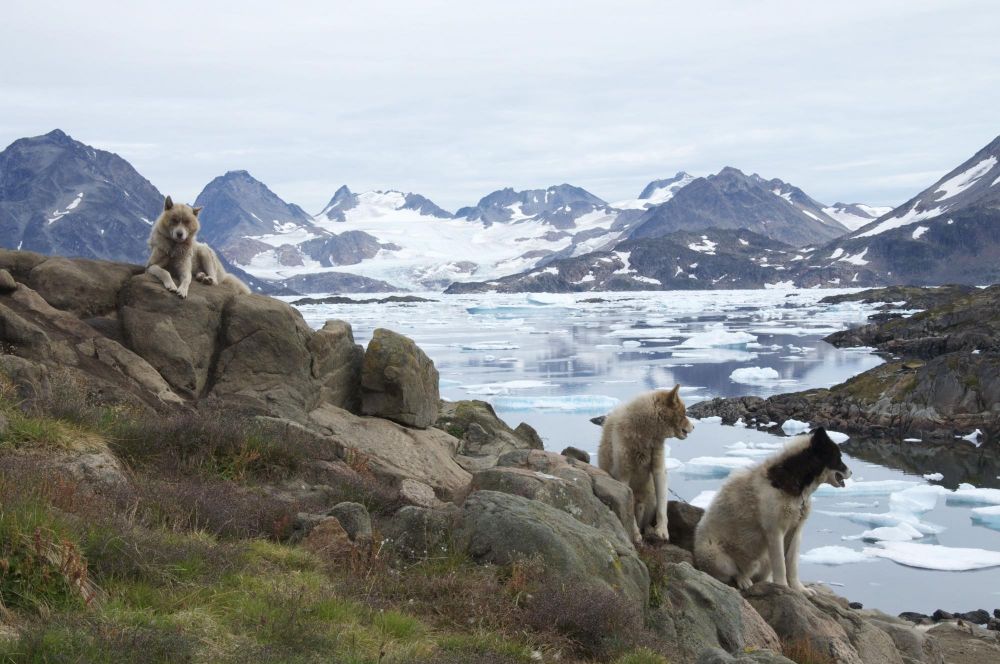 Chiens groenlandais à Kulusuk au Groenland