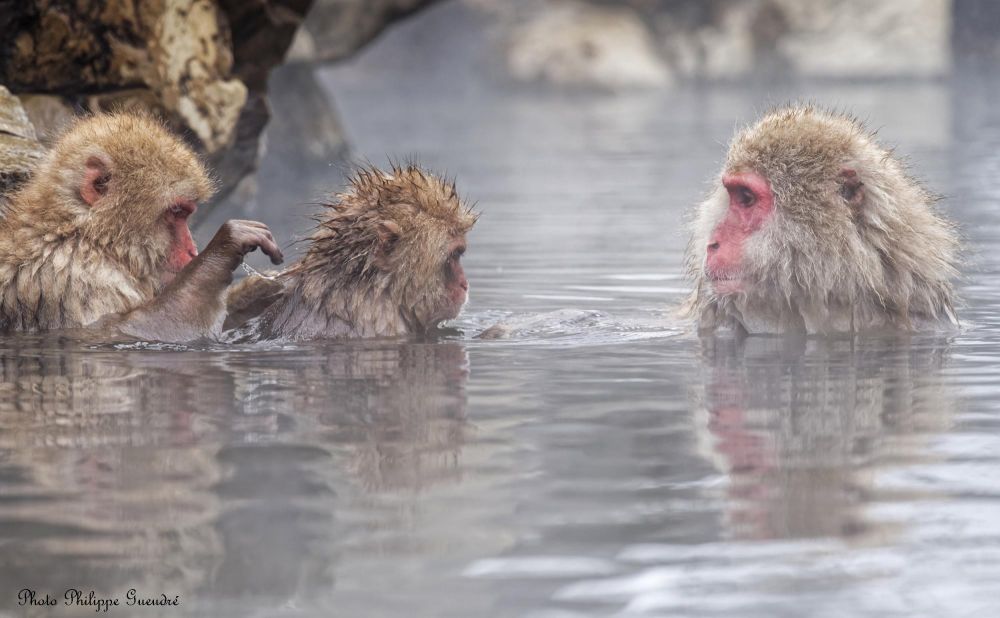 macaque dans les onsen