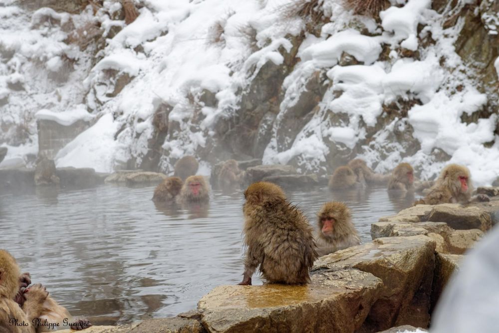 macaque dans les onsen