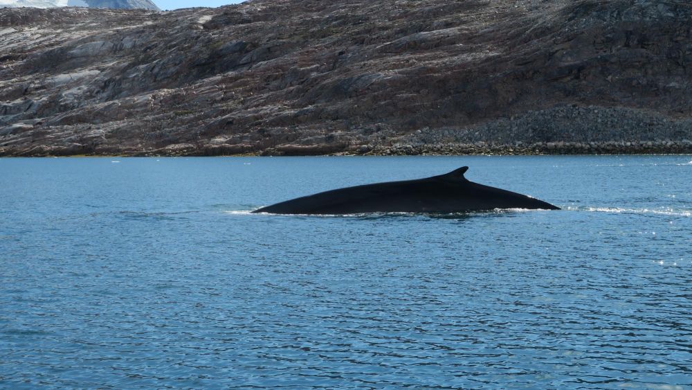 Baleine dans le fjord Sermilik au Groenland