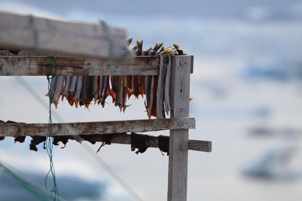 Séchage des filets d'omble à Tiniteqilaaq au Groenland