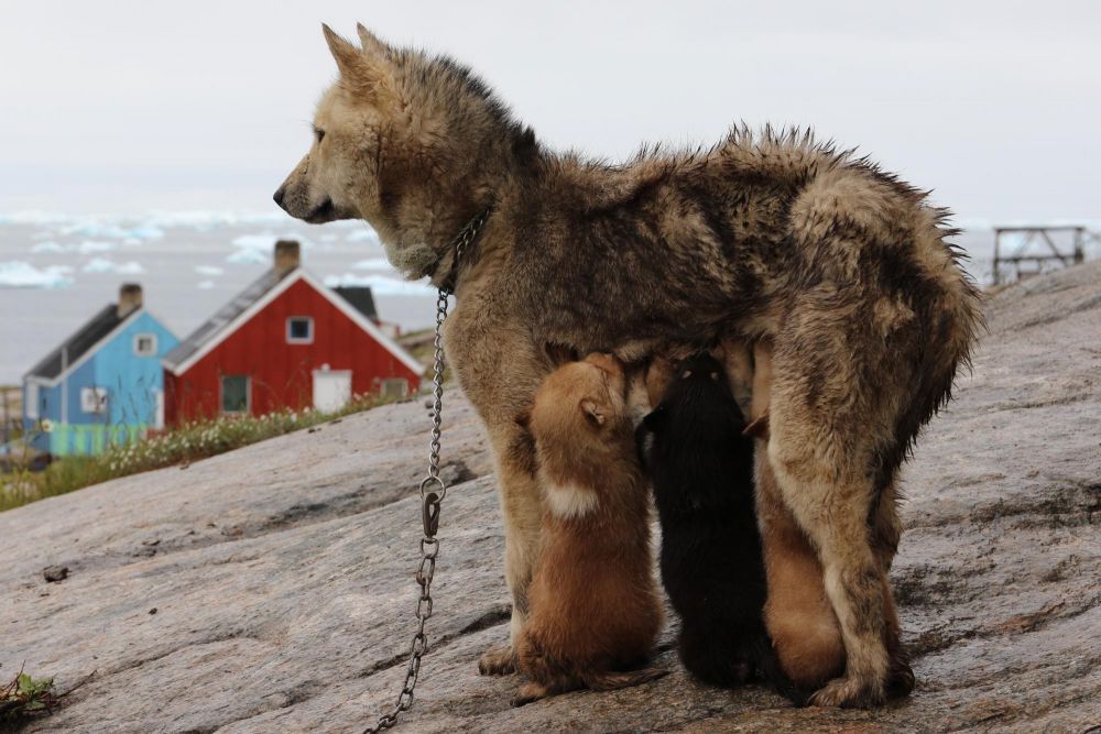 Chienne groenlandaise et ses petits à Oqaatsut dans la baie de Disko au Groenland