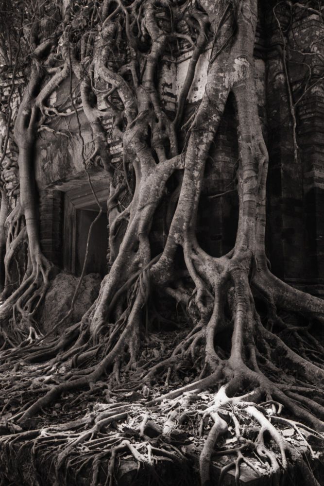 Temple dans la jungle, Koh Ker, Cambodge