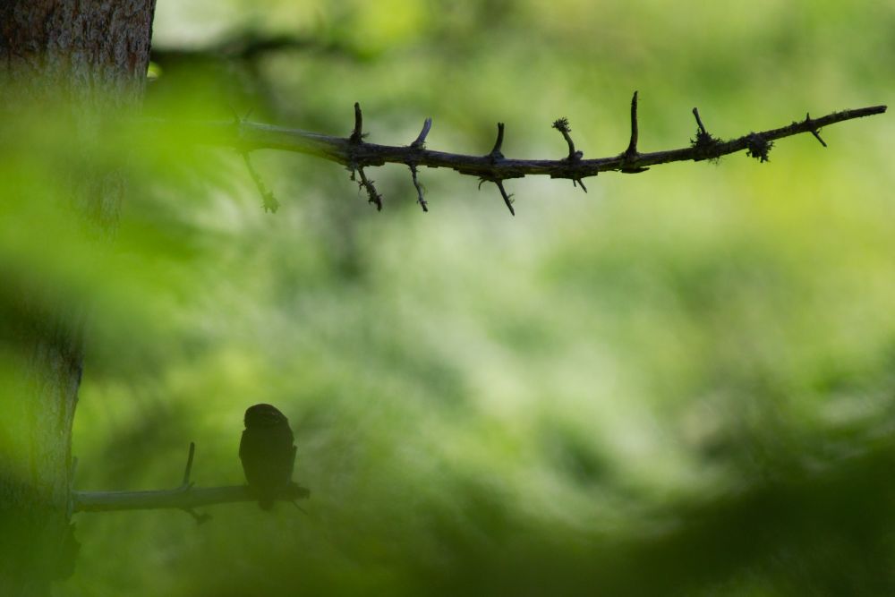 Chouette chevêchette photographiée dans la forêt du Champsaur