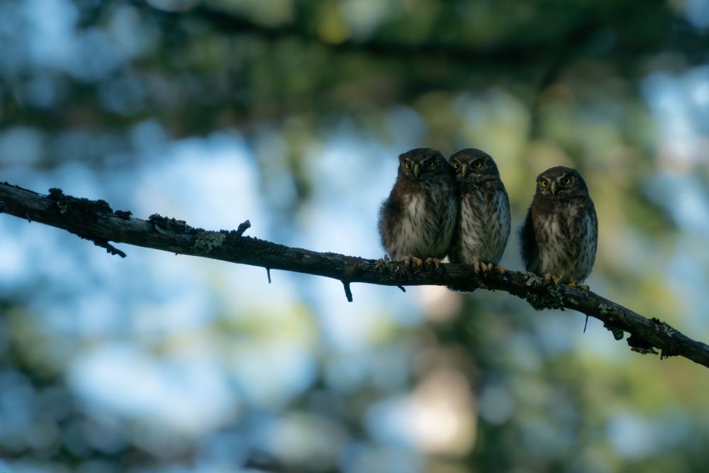 Au printemps, on peut espérer observer les jeunes de la chouette chevêchette