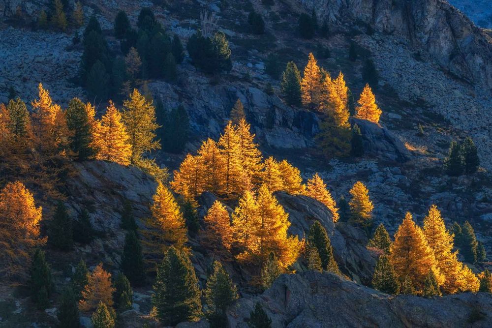 Mélèzes flamboyants dans le Mercantour lors de ce stage photo