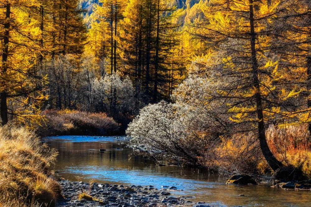 Torrent et forêt du Mercantour en automne