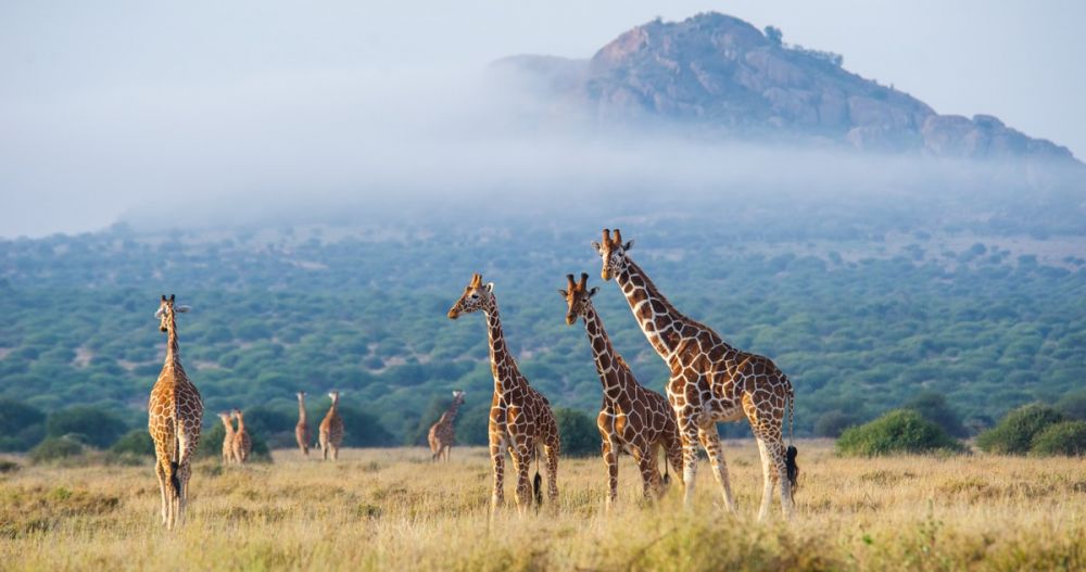 Girafes observées lors du safari à pied, Kenya