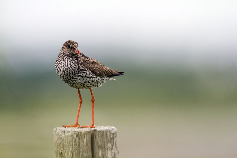 Chevalier gambette île Texel Pays-Bas