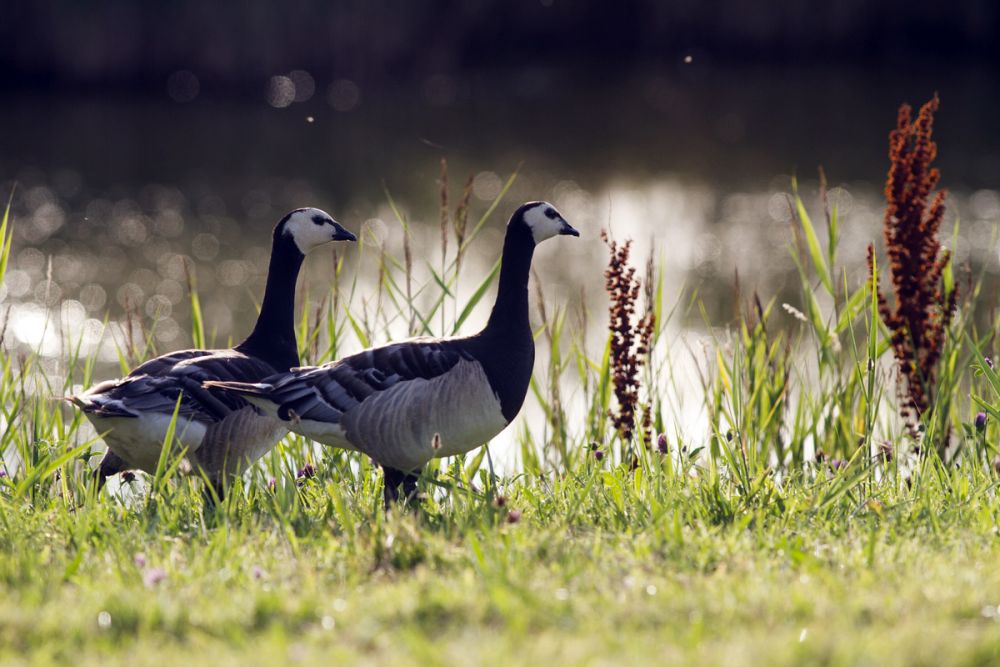 Bernaches nonnettes île Texel Pays-Bas